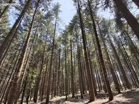 forêt futaie douglas  pins  sapin 3 16 hectares