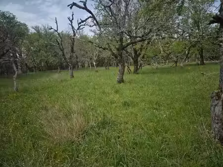 terrain