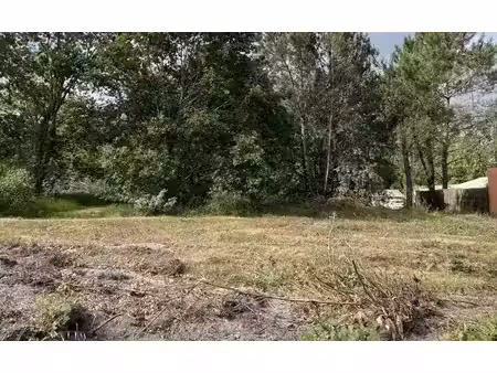 terrain