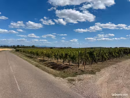 terrain avec vignes
