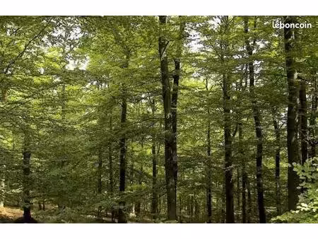 terrain de loisirs  jardin  permaculture...