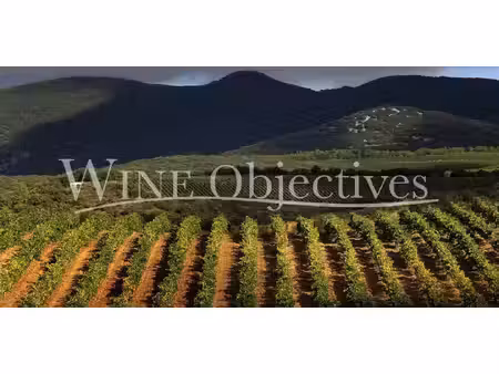 vignoble avec piscine aniane (34)