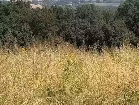 vente terrain 1525 m² à lacroix-falgarde (31120)  225 000 €