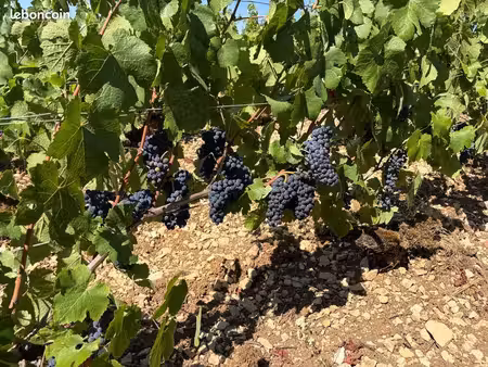 location achat vignes champagne