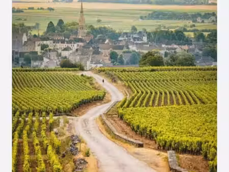 terrain viticole meursault
