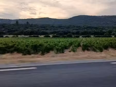 vignes