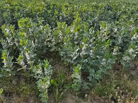 terrain agricole et vigne floréal