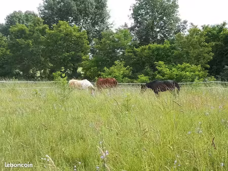 herbage/pâture chevaux