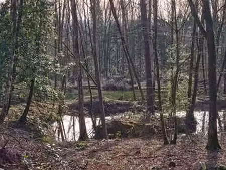 vente bois  forêt et étang à rives d'andaine (61140) : à vendre / rives d'andaine