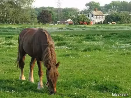 recherche pâture pour chevaux
