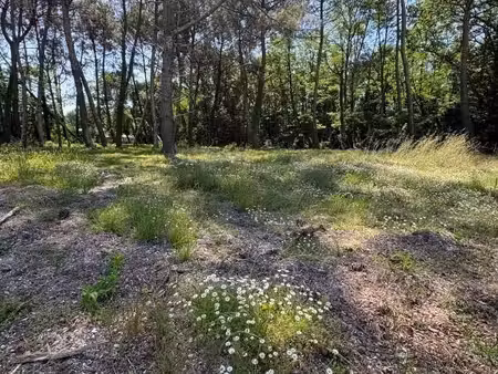 terrain 555 m² saint aubin de medoc