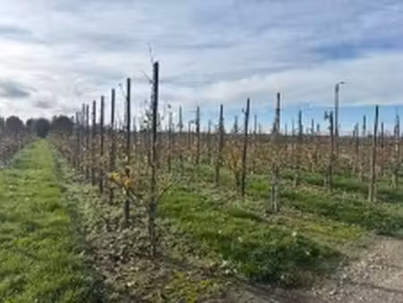 terrain à vendre à wilderen € 7.400 (lr1hj) - delta notarissen | zimmo