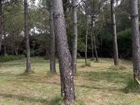 très beau terrain en forêt