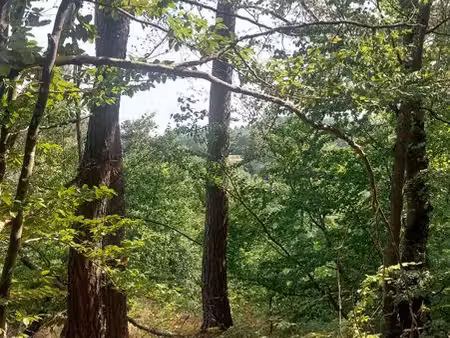 parcelle forestière- 1 2 hectare – entre lapte et ste-sigolène 43– bois sur pied exploitab