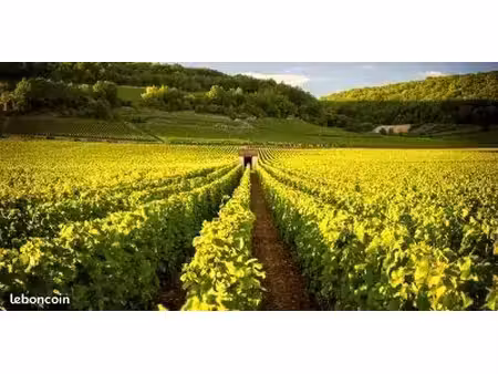parcelle de vigne