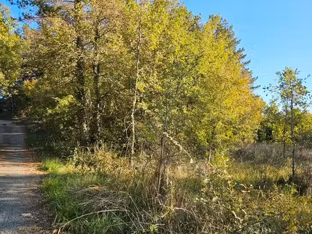 terrain boisé