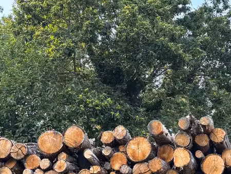 parcelle bois de châtaigners