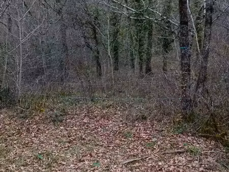 terrain boisé