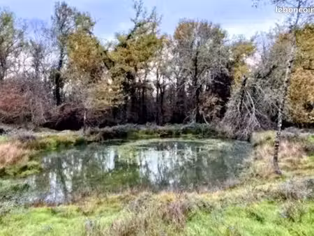 petite forêt avec étang ou ruisseau (rech)