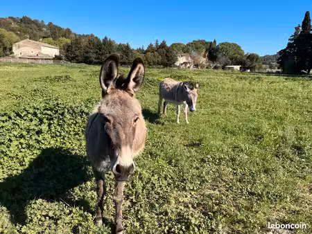 terrains agricole pâturage chevaux boulbon