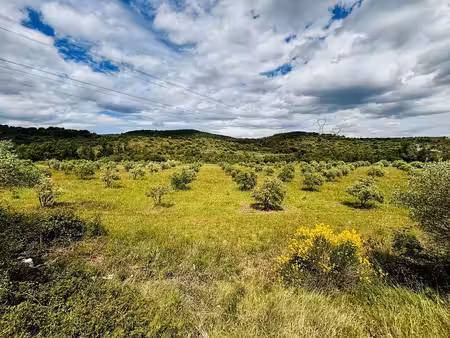 terrain agricole de 25200m2 avec oliviers