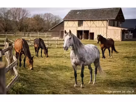 haras / equestre