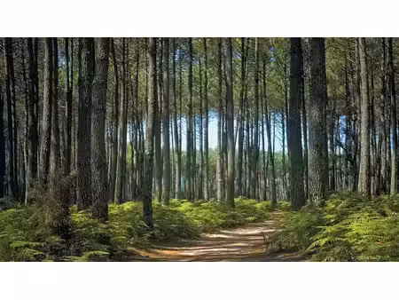 vente terrain 690 m² à pissos (40410)  80 000 €