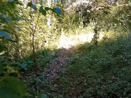 terrain boisé