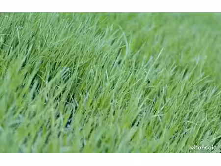 herbage pour chasse