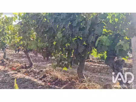 terrain agricole à avoine (37420)