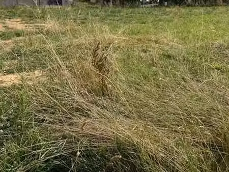 vente terrain à marsais-sainte-radégonde (85570) : à vendre / marsais-sainte-radégonde
