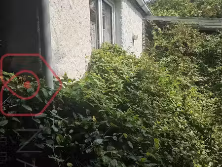 vente maison 5 pièces 80 m² criel-sur-mer (76910)