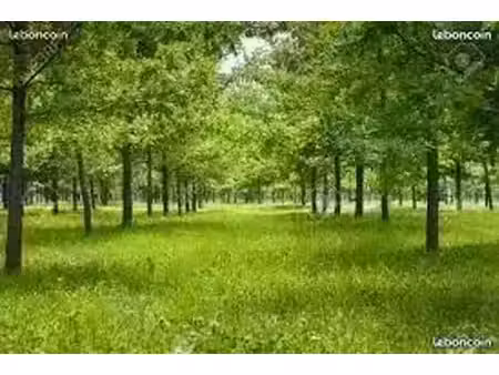 terrain animaux