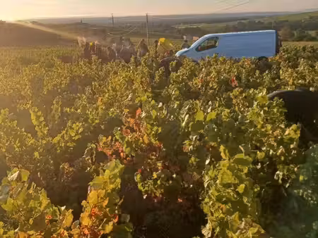 vigne en brouilly