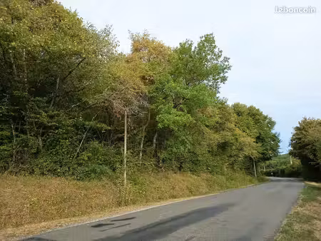 terrain boisé (bois taillis)
