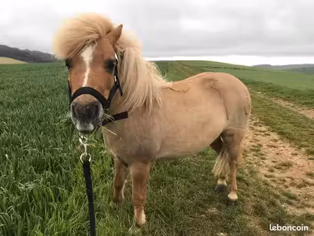 recherche terrain à louer ou à vendre pour petit poney