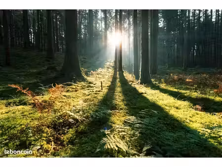 foret au porte de périgueux