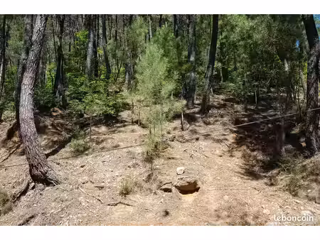 parcelle de bois