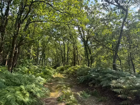 parcelle forestière