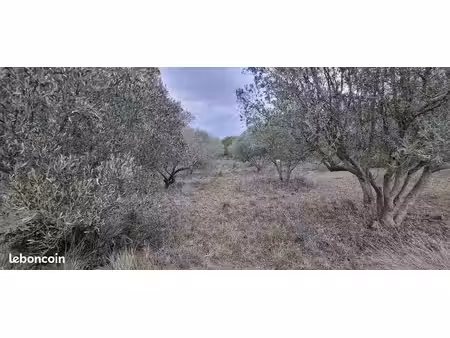vente d'une oliverais - terrain agricole avec eau du bas rhóne