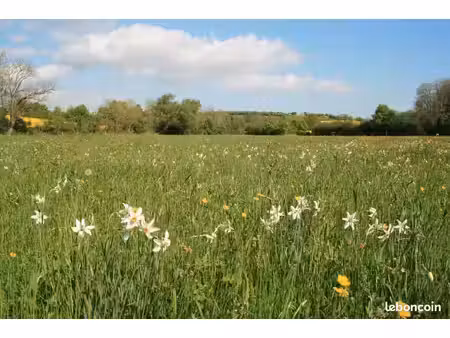 recherche pâturage prairie