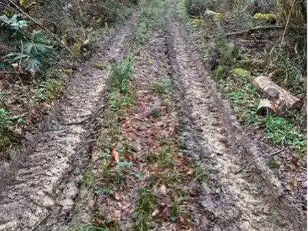 forêt de 5 hectares avec cabane - chêne - châtaignier