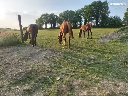 recherche location maison avec terrain pour chevaux
