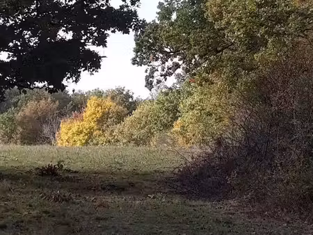 forêt de chênes