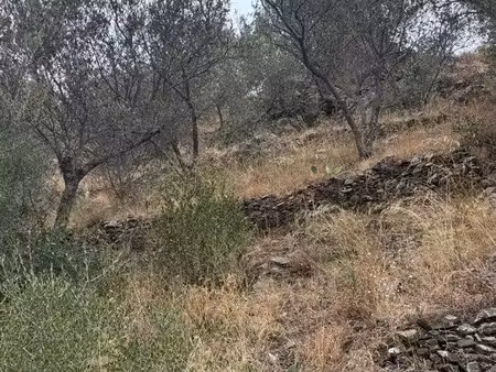 olivette à vendre