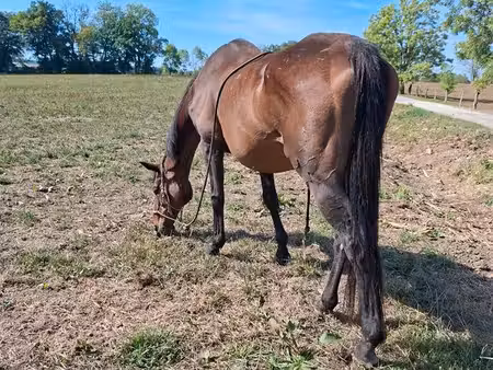 cherche terrain pour chevaux