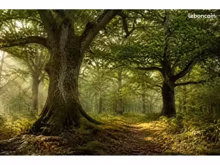 bois de 25 hectares