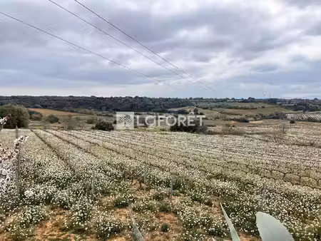 baixas - parcelle de terre agricole - 11755 m2