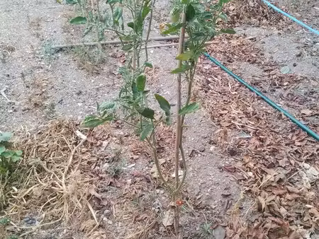 recherche potager en location