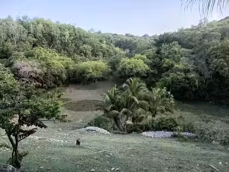 vente terrain 1000 m² à sainte anne (97180)  130 000 €